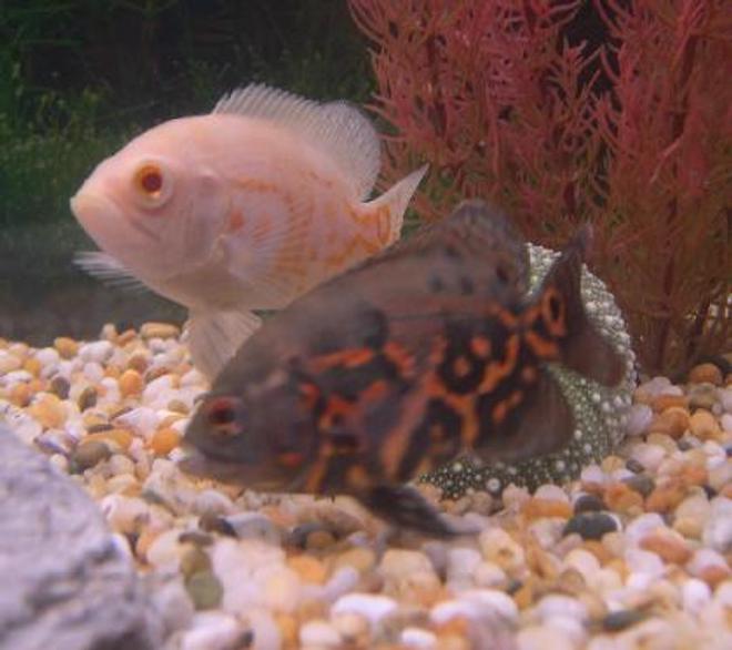 freshwater fish - astronotus ocellatus - albino oscar