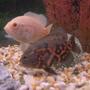 freshwater fish - astronotus ocellatus - albino oscar