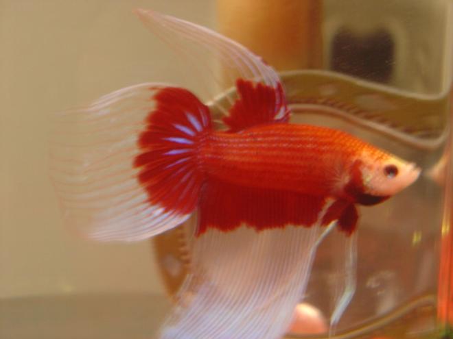 freshwater fish - betta splendens - crown tail betta