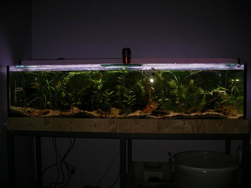 Rated #2897: Freshwater Fish Tank