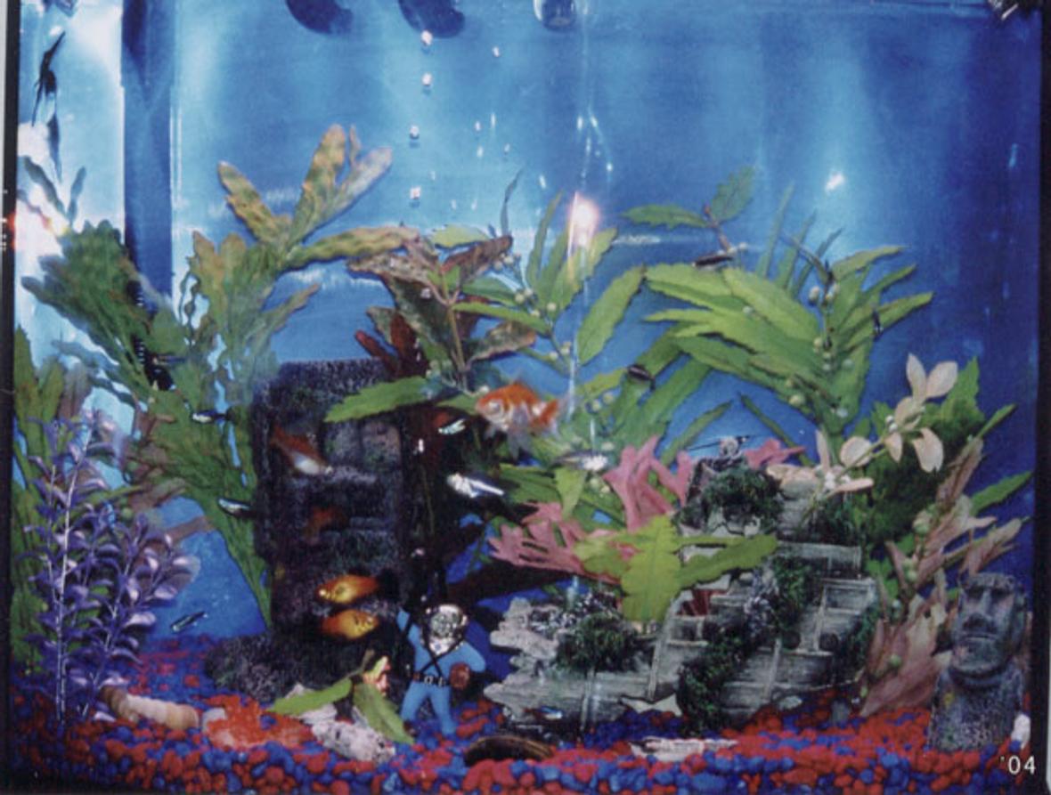 freshwater fish - carassius auratus - goldfish - I currently have 5 Fresh water tanks in my home.