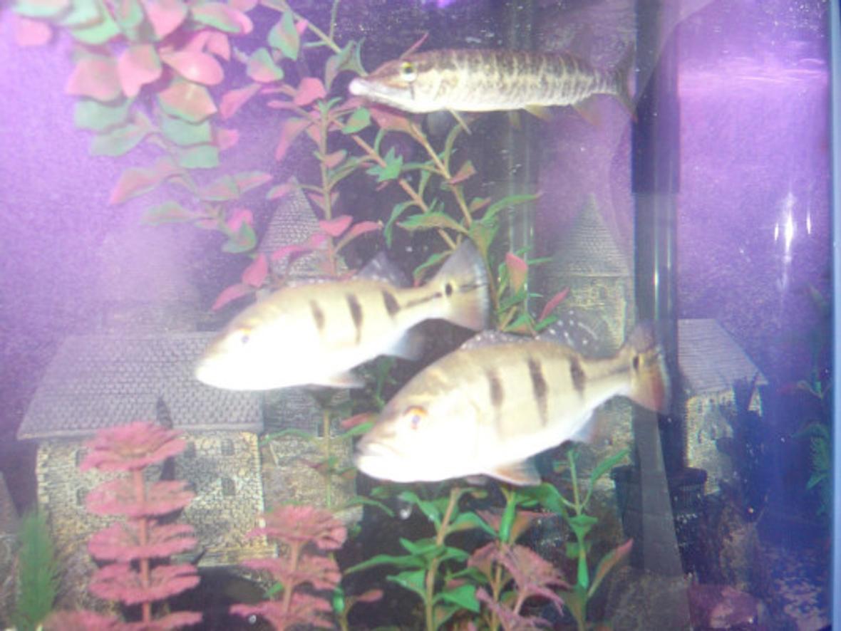 freshwater fish tank (mostly fish and non-living decorations) - 75 gallon