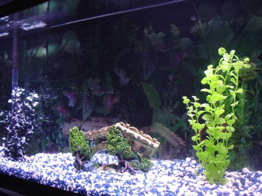 Rated #4041: Freshwater Fish Tank - New 55 Gallon... My first tank larger than a 5 gallon.  Still a work in progress.