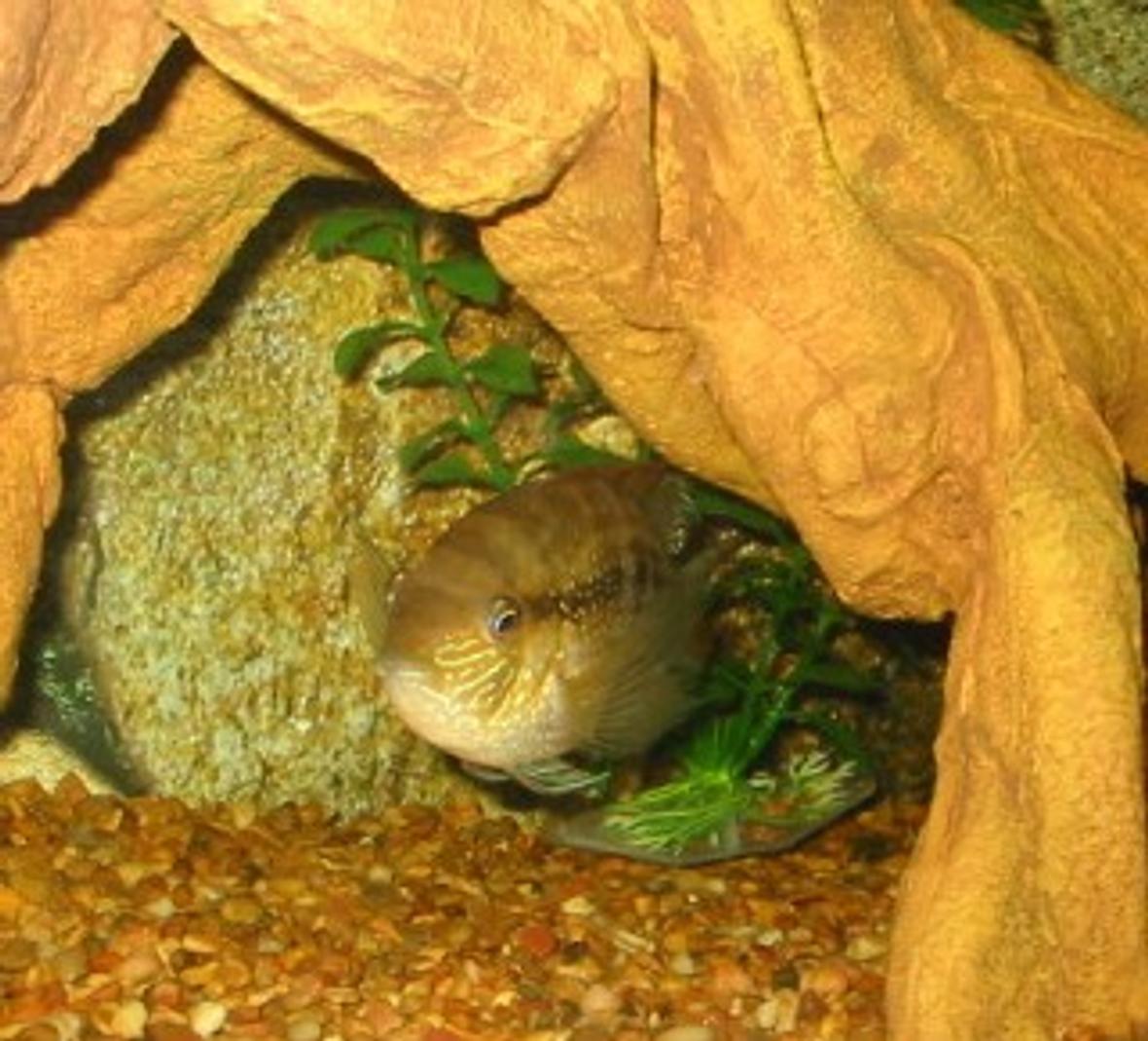 freshwater fish - herichthys cynoguttatus - texas cichlid - A gold killifish