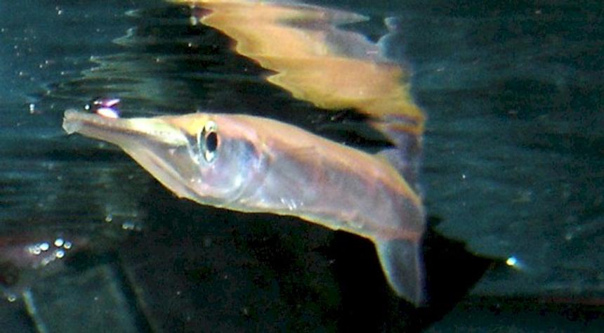 Rated #1208: Freshwater Fish - Xenentodon Cancila - Needle Nose Gar