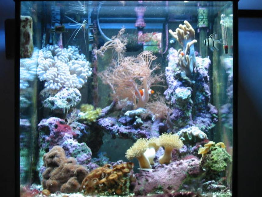 Rated #710: Reef Tank