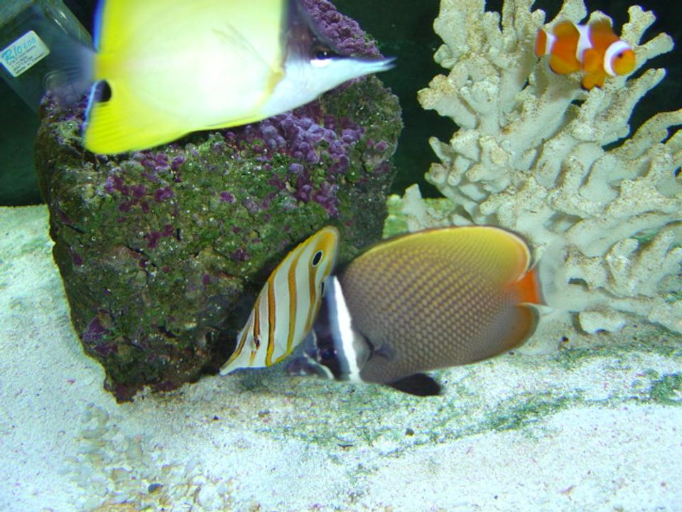 saltwater fish - pomacanthus annularis - annularis angelfish - This is my 125 gallon seawater fish only tank, pictured is a young blueringed angelfish (P. annularis). This tank is still a work in progress I recently added a large naso tang.
