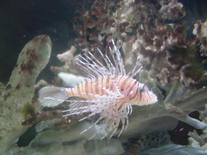 saltwater fish - pterois russelli - russell's lionfish stocking in 90 gallons tank - nice guy