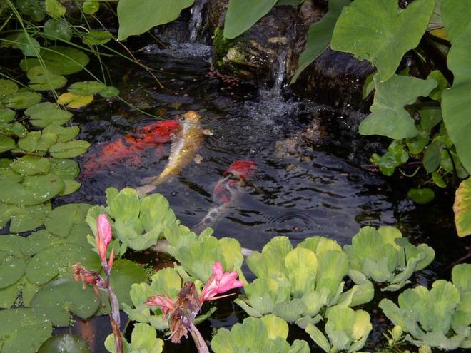 freshwater fish - cyprinus carpio - koi