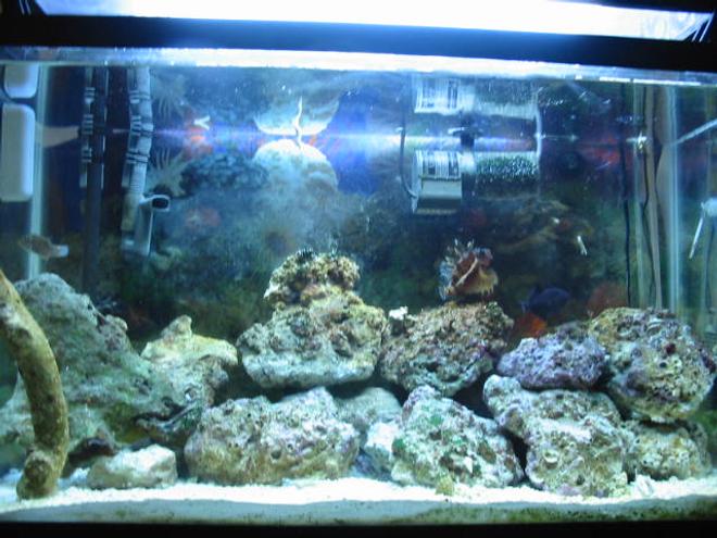 reef tank (mostly live coral and fish) - 29 gallon