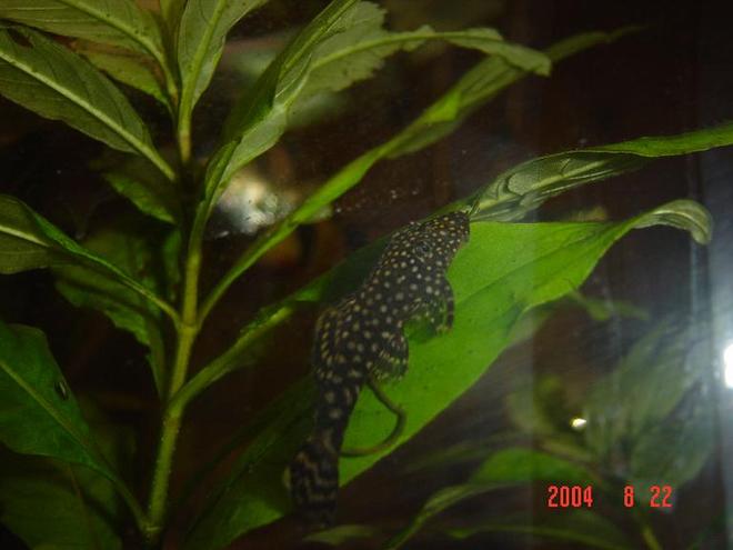 freshwater fish - parancistrus sp. - peppermint plecostomus (l-31) stocking in 50 gallons tank - I keep one tiger oscar and a 18inch(45cm) cube community tank with angels, catfish, gouramis, clown loaches etc.

I live in Sydney, Australia