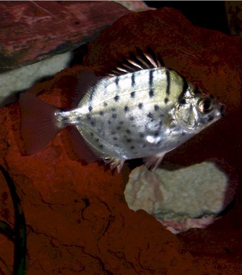 Rated #1376: Freshwater Fish - Gymnocorymbus Sp. - Black Skirt Tetra