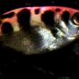 freshwater fish - gymnocorymbus sp. - black skirt tetra
