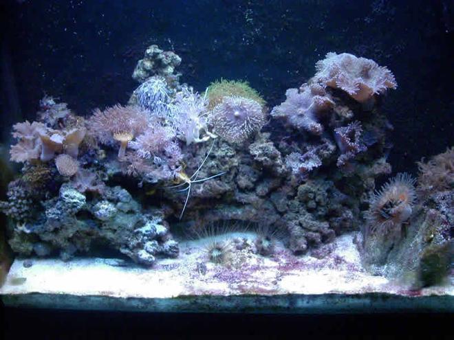 reef tank (mostly live coral and fish) - 37 show.