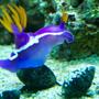corals inverts - risbecia apolegma - purple and yellow nudibranch