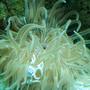 corals inverts - condylactis gigantea - condy anemone