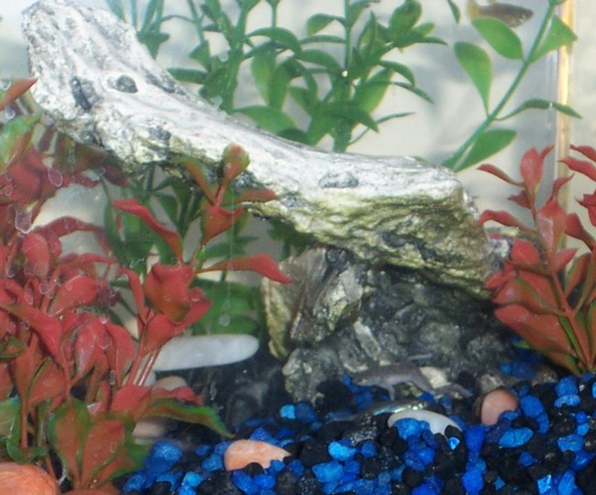 Rated #4165: Freshwater Fish Tank