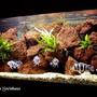 freshwater fish tank (mostly fish and non-living decorations) - Tanganjika Cichlids