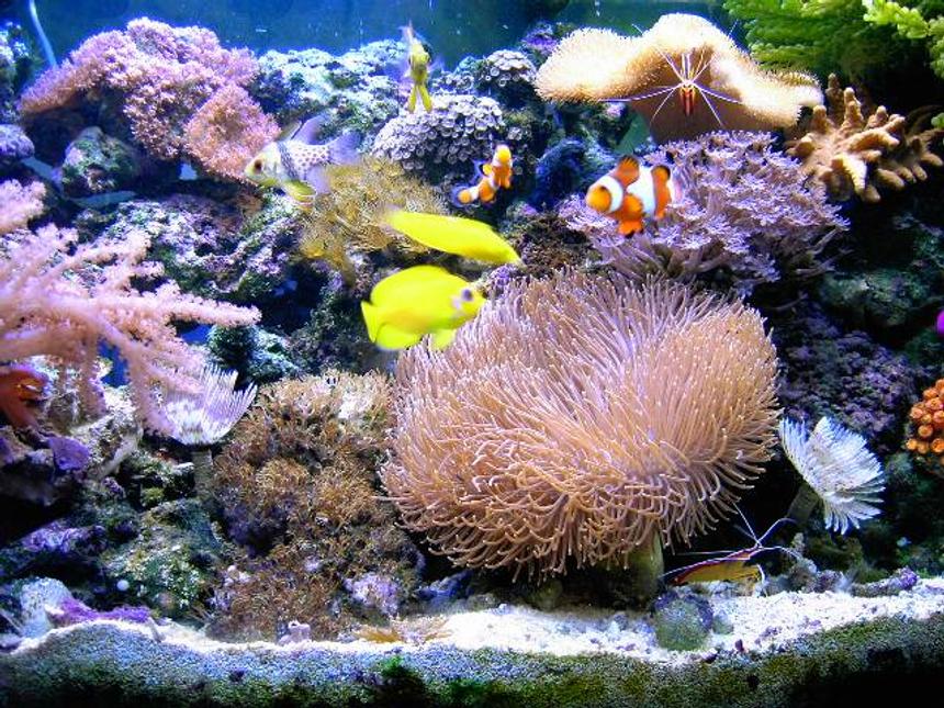 Rated #281: Reef Tank