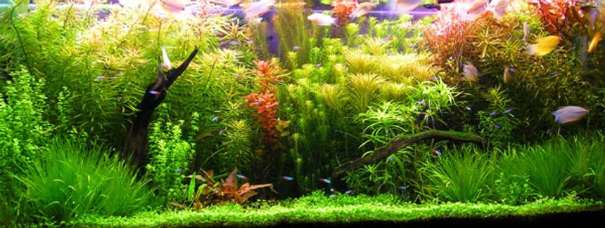 Rated #18: 540 Gallons Planted Tank
