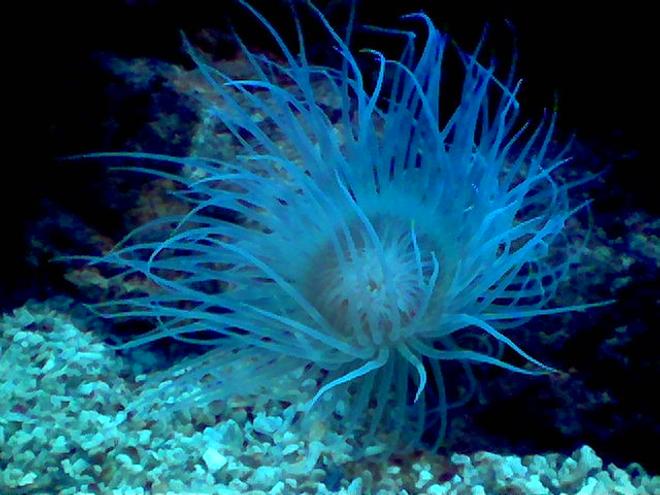 corals inverts - cerianthus membranacea - tube anemone - 90 cm length tank with reef, coral and fish.