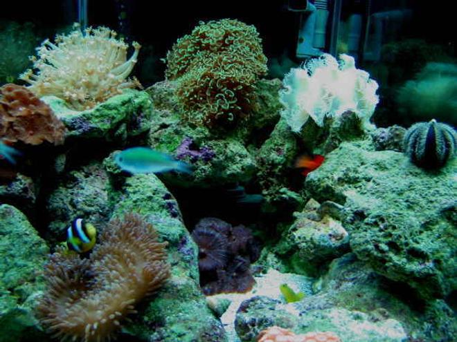 reef tank (mostly live coral and fish) - My 42 HEX mini-reef