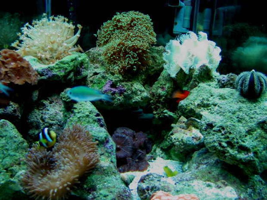 Rated #923: Reef Tank - My 42 HEX mini-reef