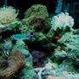 reef tank (mostly live coral and fish) - My 42 HEX mini-reef