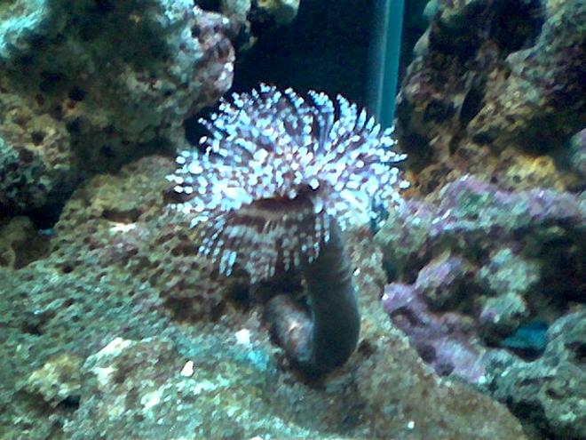 corals inverts - sabellastarte sp. - feather duster - 90 cm length tank with reef, coral and fish.