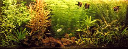 planted tank (mostly live plants and fish)
