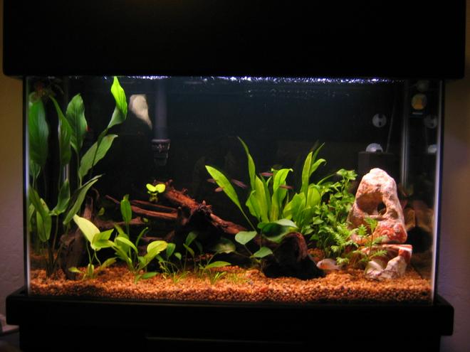 freshwater fish tank (mostly fish and non-living decorations) - 29 gal
Emperor 330
Marineland powerhead w/ 3 Undergravel jets
Visi-thermal 100 watt heater

Lightly planted (more comming shortly)
1 betta
1 cory
7 glo lite tetras