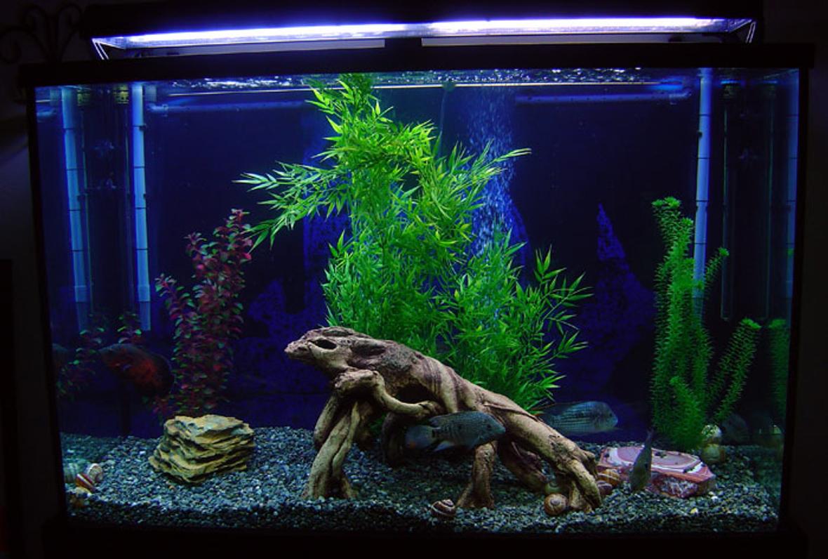 freshwater fish tank (mostly fish and non-living decorations) - This is my 110 gallon tall tank. The plants are FAKE, not because I dont like real ones, but because my large fish would eat them up. The tank has: 1 6" Oscar, 1 6" Flowerhorn, 1 6" Green Terror, 1 6" Texas, 1 5" Jack Dempsey, 1 4" Firemouth and an 8" Sailfin Pleco. It's filtered by a pair of XP3 Canisters.
