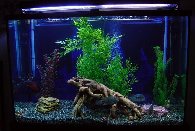 freshwater fish tank (mostly fish and non-living decorations) - This is my 110 gallon tall tank. The plants are FAKE, not because I dont like real ones, but because my large fish would eat them up. The tank has: 1 6" Oscar, 1 6" Flowerhorn, 1 6" Green Terror, 1 6" Texas, 1 5" Jack Dempsey, 1 4" Firemouth and an 8" Sailfin Pleco.  It's filtered by a pair of XP3 Canisters.