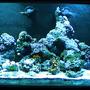 reef tank (mostly live coral and fish) - 60 AGA, 30g sump, Euro-Reef CS6-2, dual IceCap 12K Sunburst MH lighting.