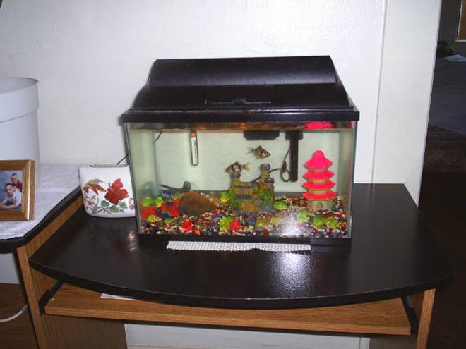 freshwater fish tank (mostly fish and non-living decorations) - I have Four fresh Water fish tanks, and I really enjoy all that I do with them. I have Chiclids, Angel Fish, Tertras, Tiger Barbs, Catfish, Upside Down swimming catfish, a Bass, Pleacatmous