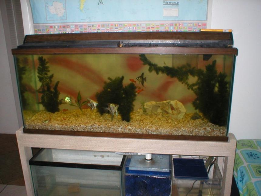Rated #4130: Freshwater Fish Tank - 55-Gal