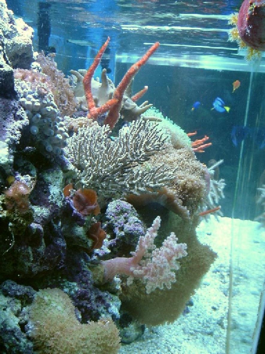 Rated #562: Reef Tank - My reef
