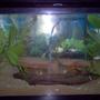 freshwater fish tank (mostly fish and non-living decorations)