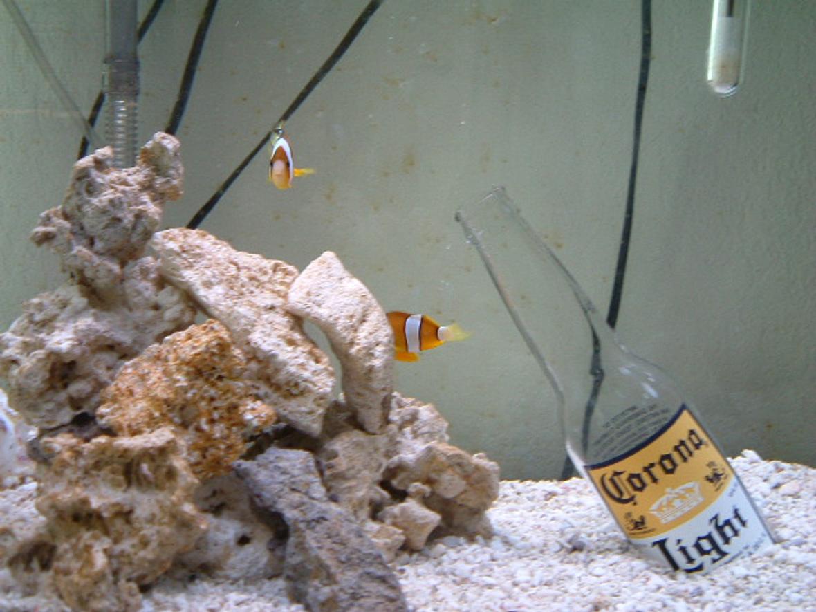 saltwater fish tank (mostly fish, little/no live coral) - I love aquariums, especially salt-water. I have loved them since I was a child. I also sell many aquarium (salt and fresh) items at discount prices. Email me for more info.