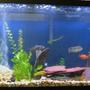 150 gallons freshwater fish tank (mostly fish and non-living decorations) - I have 2 tanks and working on my 3rd. The 1st is a 150 gallon with African cichlids ( among other things) Pictured! The 2nd is a 75 gallon with baby Cichlids The 3rd is going to be a L shaped tank 200 gallons with the front part of the L shape to be rounded. I have never seen a tank like that so if any on has any input on what to do as far as setup or know of a tank let me know.