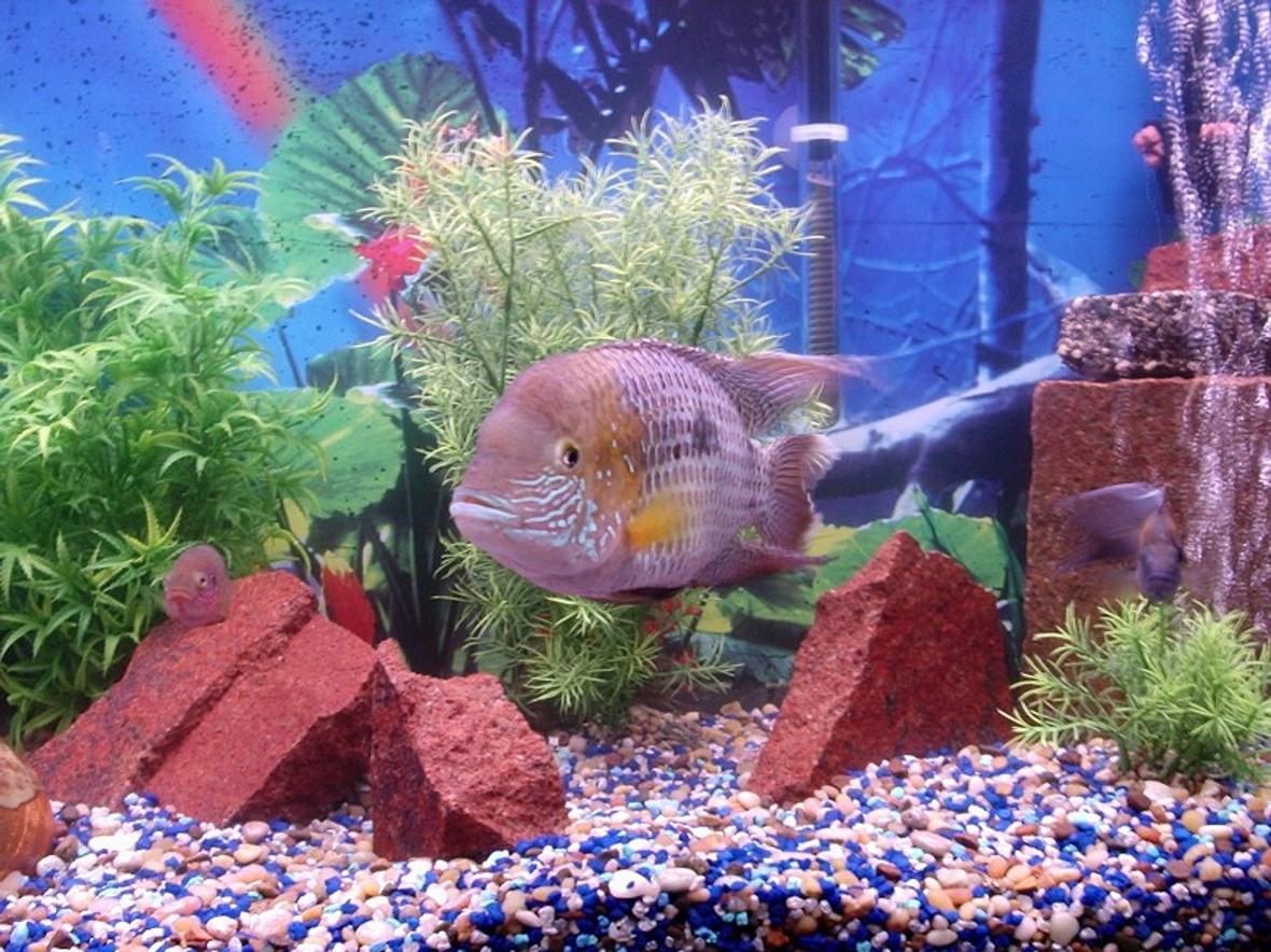 freshwater fish - thorichthys meeki - firemouth cichlid