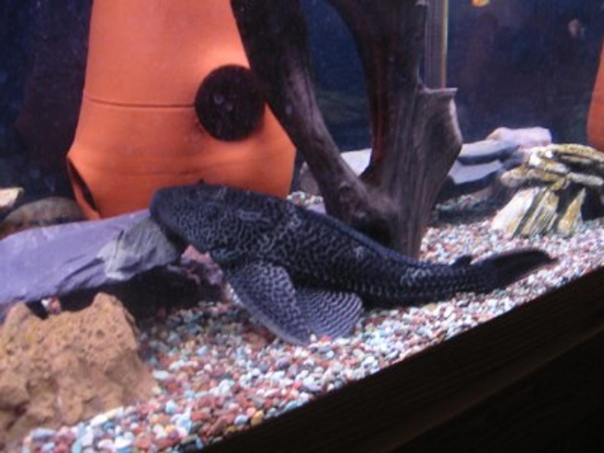 freshwater fish - glyptoperichthys gibbiceps - sailfin pleco (l-83) - My big pleco.