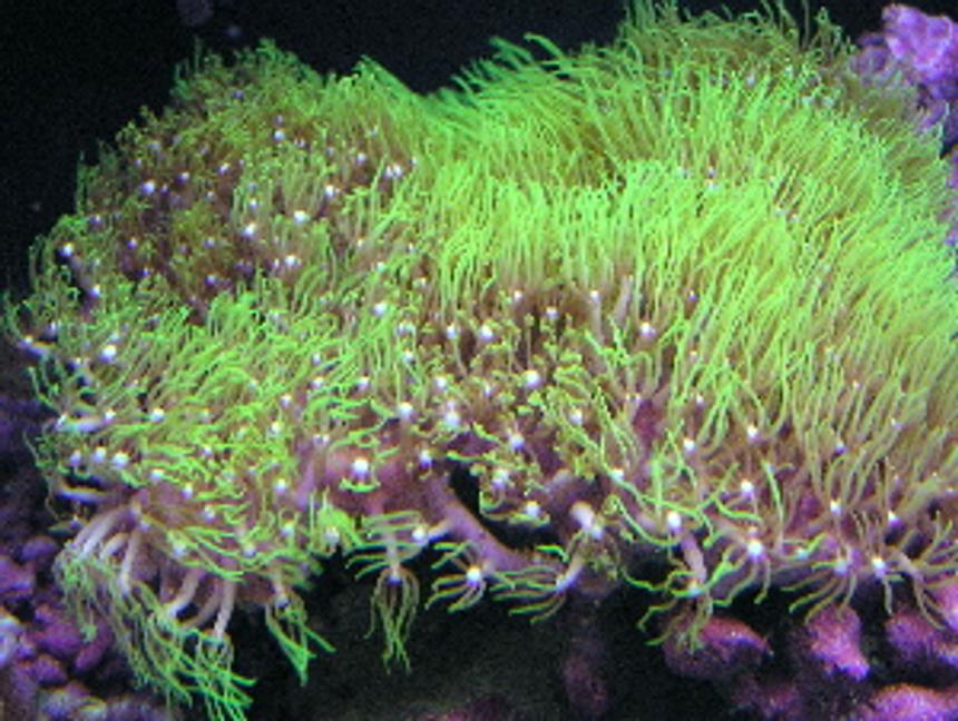 Rated #279: Corals Inverts - Briareum Sp. - Starburst Polyp