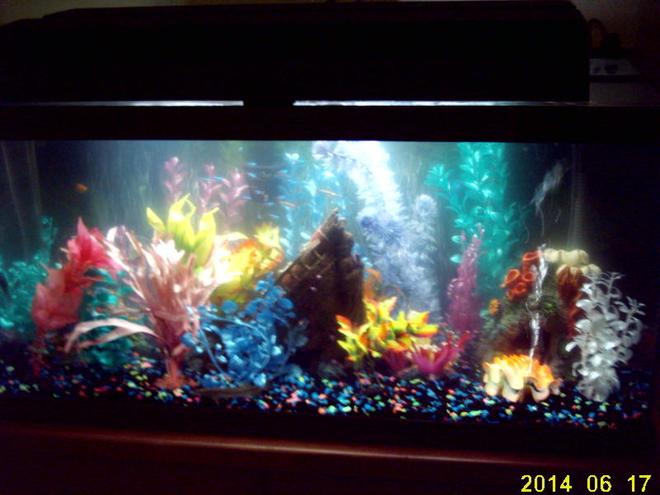 freshwater fish tank (mostly fish and non-living decorations)