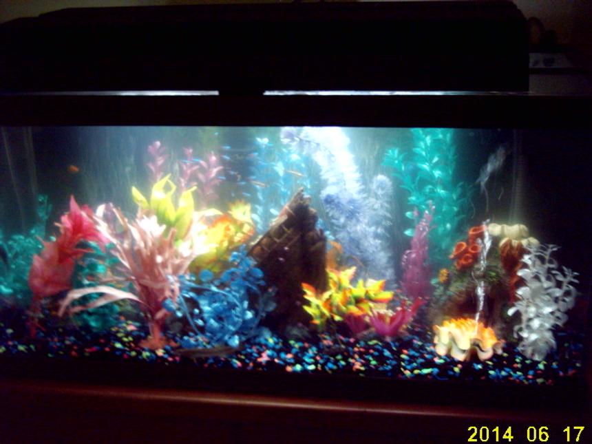 Rated #3971: Freshwater Fish Tank