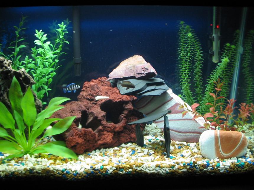Rated #2283: 29 Gallons Freshwater Fish Tank - 30 gallon tanganyikan cichlid tank.
5 fish. 2 yellow labs
. 1 tropheus. 1 ink spot. 1 tretocepholis