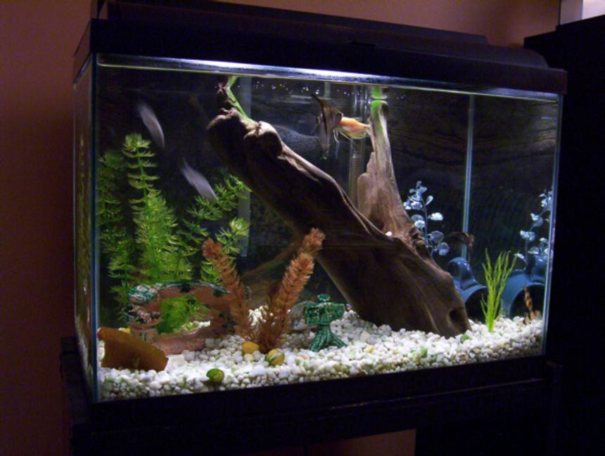 Rated #1553: Freshwater Fish Tank - 20 gallon:  two each angels, golden gourami, clown loach, cardinal tetra, lyre tailed mollies