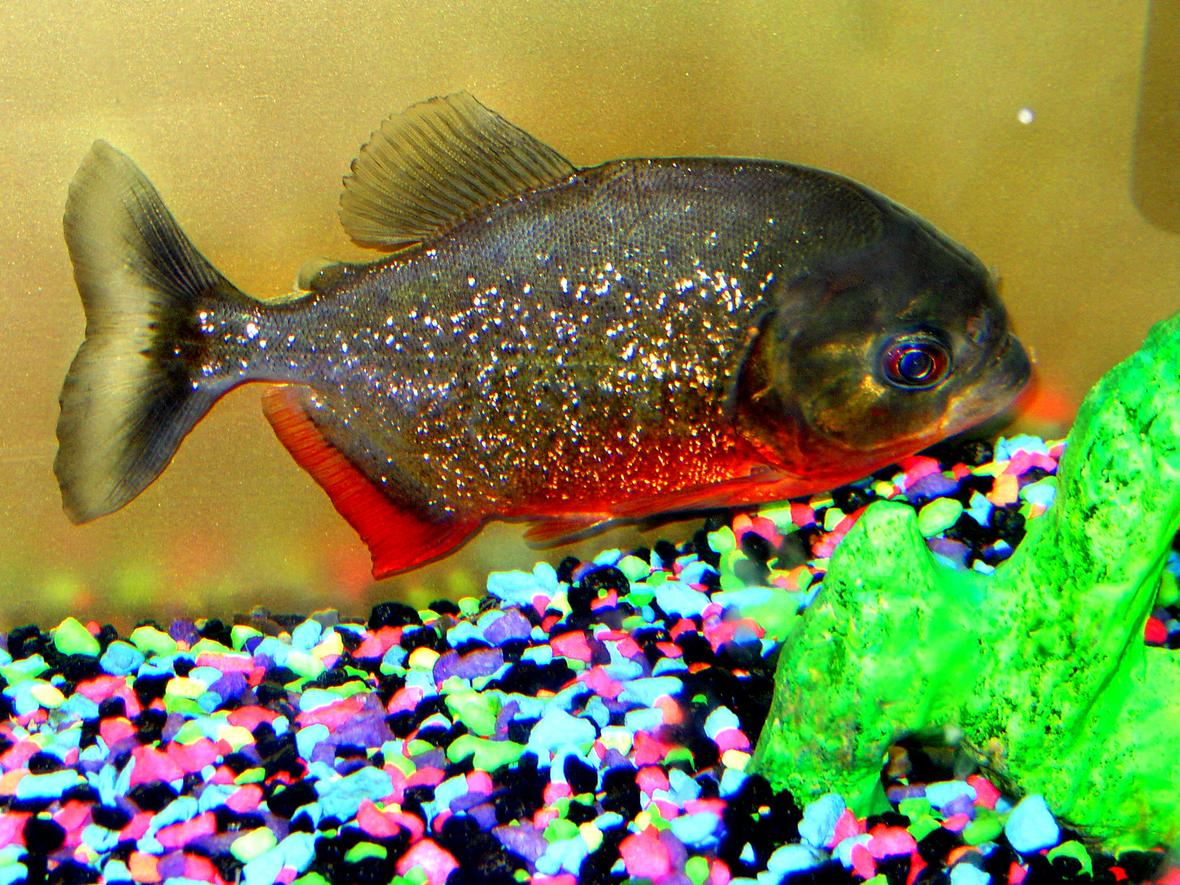 freshwater fish - pygocentrus nattereri - redbellied pirhana - i have 3 tanks one is a 55 gal. commercial tank i have my large pleco and some other tropical fish, I have a 45 gal. high wich houses my parrot fish i am raising. then i have my 30 gal. tank that has my favorite gus my redbelly piranna .