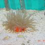 corals inverts - condylactis gigantea - condy anemone
