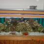 reef tank (mostly live coral and fish)